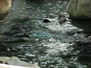 Thumbnail of Image- Sea Otters Swimming