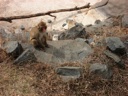 Thumbnail of Image- Snow Monkeys - 3