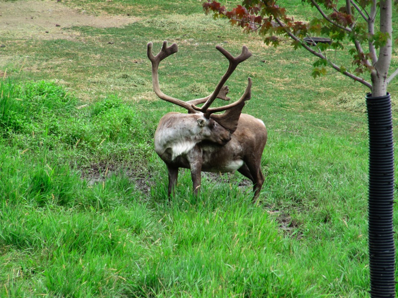 Caribou With Snoutler - 1