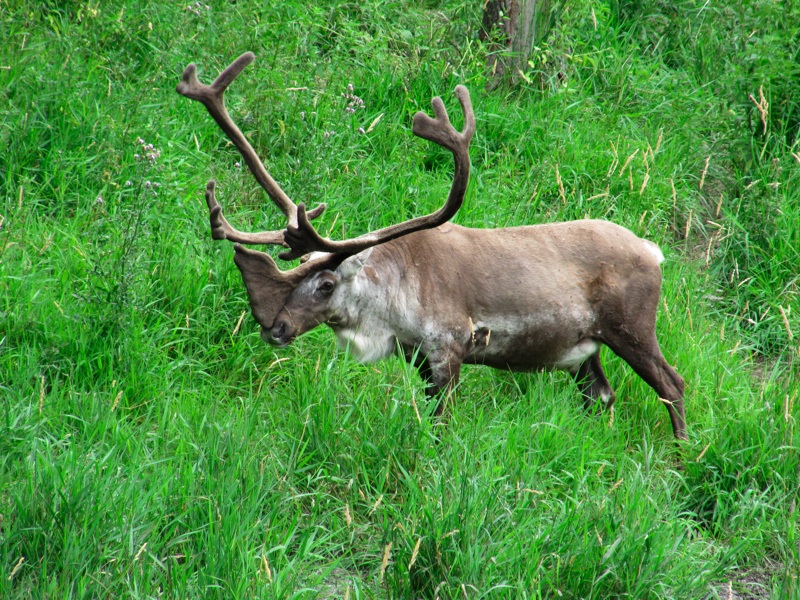 Caribou With Snoutler - 2