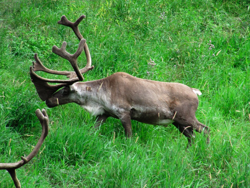 Caribou With Snoutler - 3