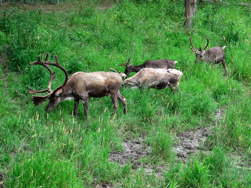 Many Caribou