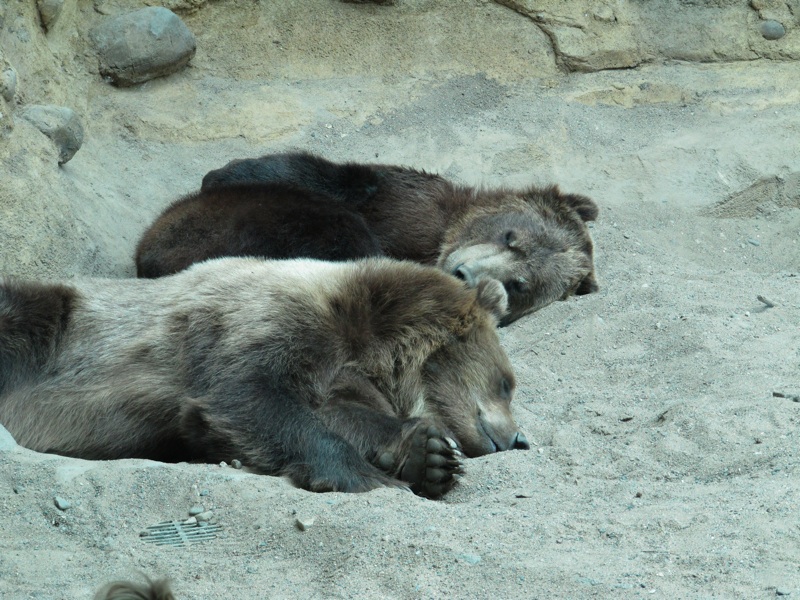 Napping Bears