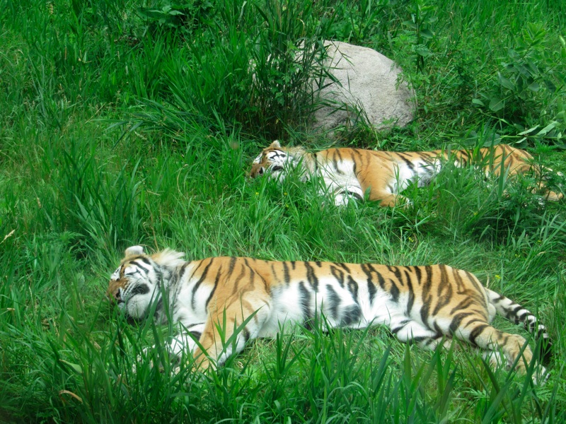 Napping Tigers