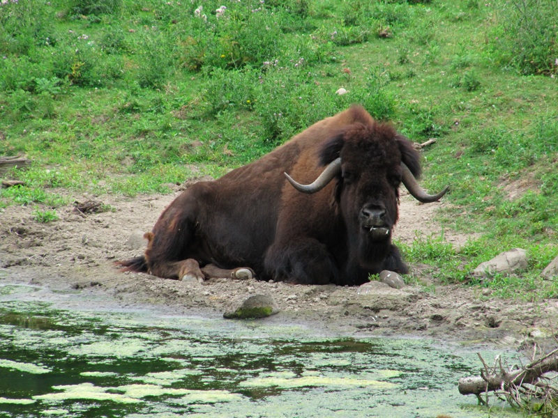 One Bison