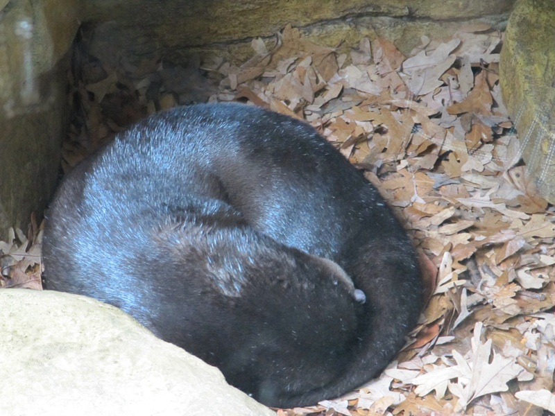 Otter Ball