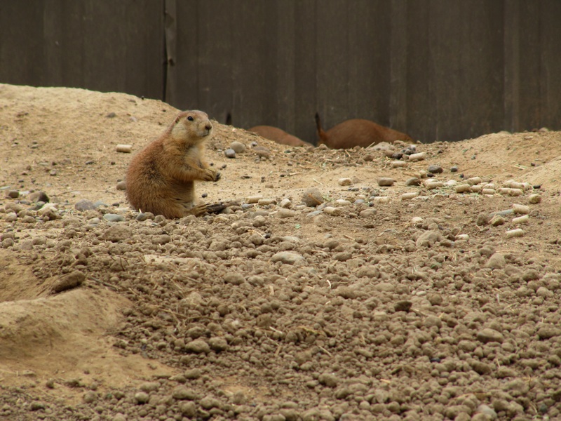 Prairie Dogs Snacking - 1
