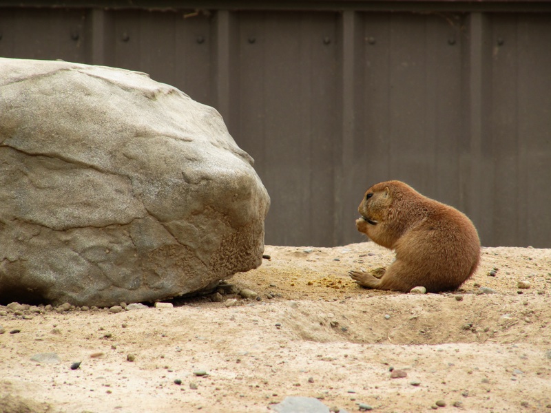 Prairie Dogs Snacking - 2