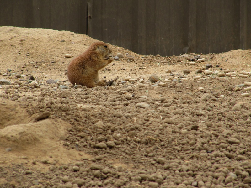 Prairie Dogs Snacking - 5