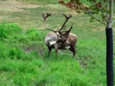 thumbnail of "Caribou With Snoutler - 1"