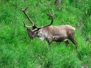 thumbnail of "Caribou With Snoutler - 2"