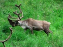 thumbnail of "Caribou With Snoutler - 3"