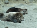 Thumbnail of Image- Napping Bears