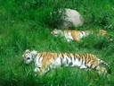 thumbnail of "Napping Tigers"