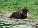 thumbnail of "One Bison"