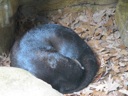 thumbnail of "Otter Ball"