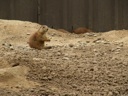 thumbnail of "Prairie Dogs Snacking - 1"