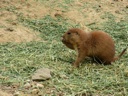 Thumbnail of Image- Prairie Dogs Snacking - 3