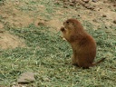 Thumbnail of Image- Prairie Dogs Snacking - 4