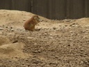 Thumbnail of Image- Prairie Dogs Snacking - 5