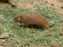Thumbnail of Image- Prairie Dogs Snacking - 6