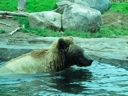 thumbnail of "Swimming Bear"