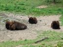 thumbnail of "Three Bison"