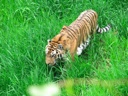 thumbnail of "Tiger"