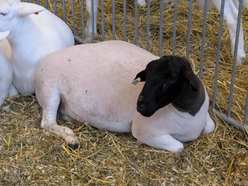 Black Headed Sheep