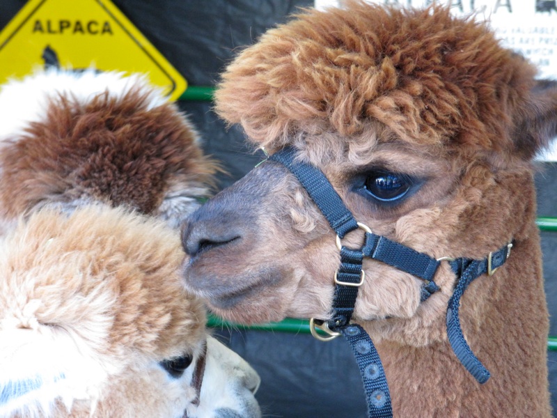 Tufty Alpaca & Friends