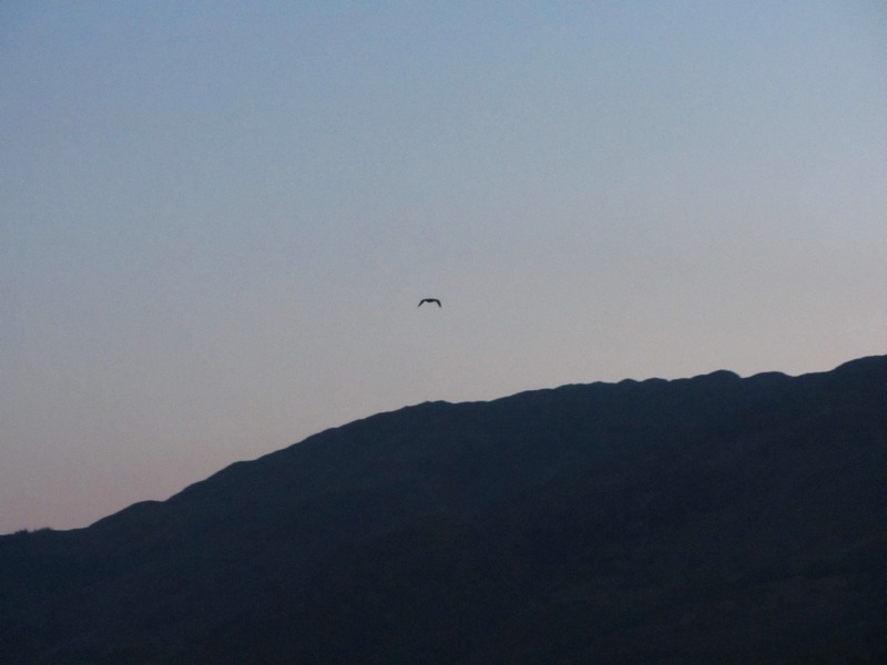 Eilean Donan- Bird