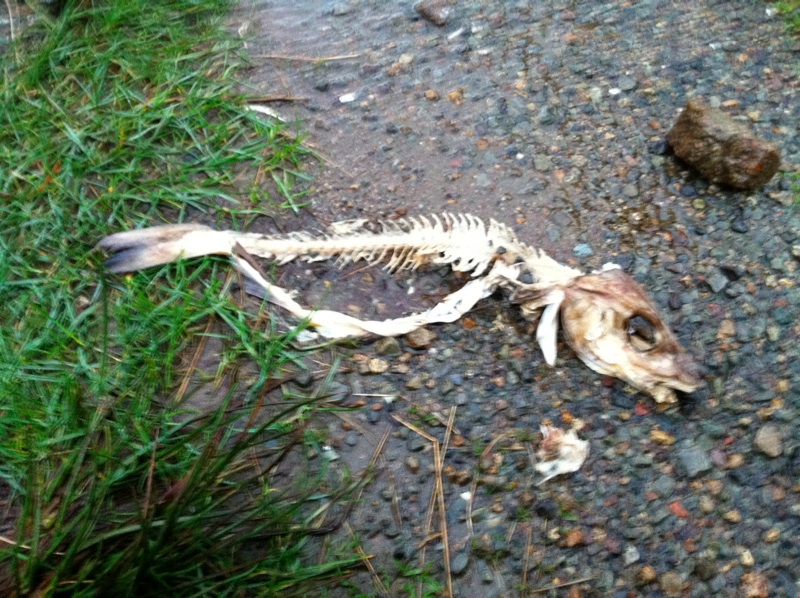 Dead Fish