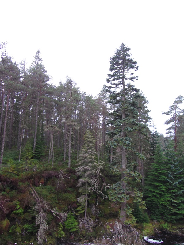 Trees By The Pattack River