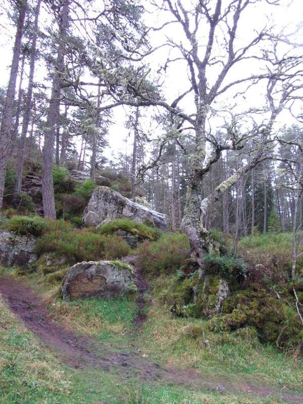 Trees & Rocks Above The Pattack River