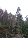 thumbnail of "Trees By The Pattack River"