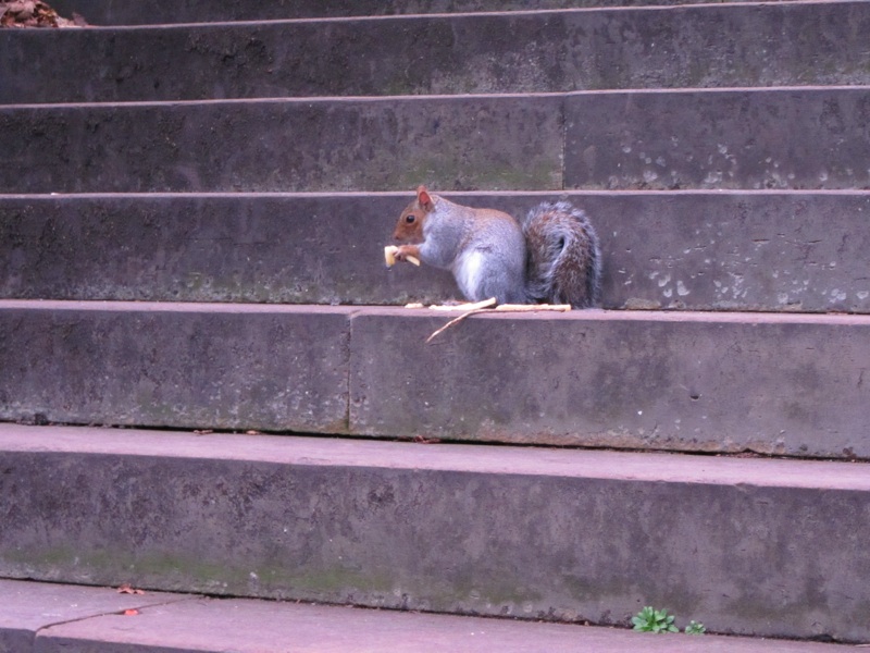 Squirrel Below Scott Monument