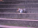 thumbnail of "Squirrel Below Scott Monument"
