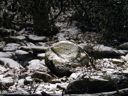 thumbnail of "My Rock With Snow"