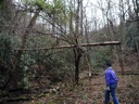 thumbnail of "Branch Over Trail"