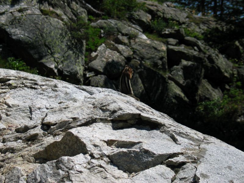 Furry Critter On Rock
