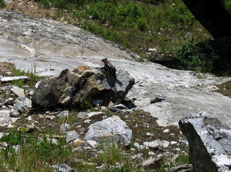 Furry Critter On Rock- 2
