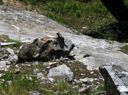 thumbnail of "Furry Critter On Rock- 2"