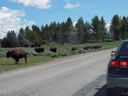 thumbnail of "Bison By The Road - 1"