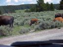 thumbnail of "Bison By The Road - 3"