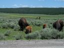 thumbnail of "Bison By The Road - 4"