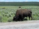 thumbnail of "Bison By The Road - 5"