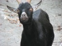 thumbnail of "Goats - 2"