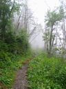 thumbnail of "Misty Trail From Myrtle Point - 2"