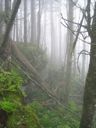 thumbnail of "Misty Trees"