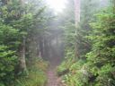 thumbnail of "Misty Trail From Myrtle Point - 4"